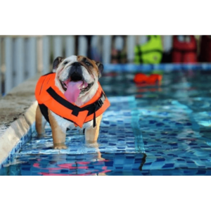 Dog life jackets