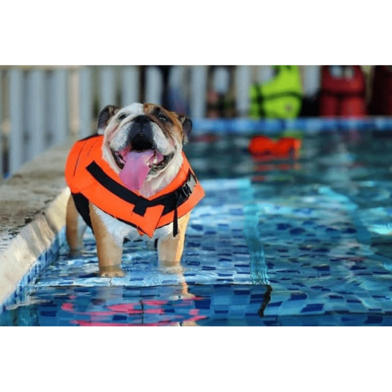 Dog life jackets