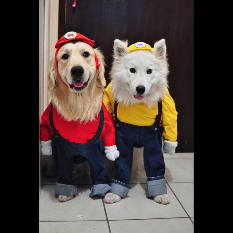 Dog costumes